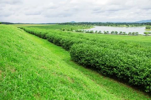 Tea farm with sky background. Foto stock