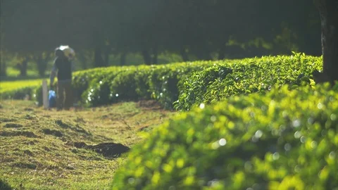 Tea farmer carries sack of leafs on his back, end of the work day. Stock Footage 85947572