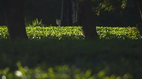 Tea farmer carries sack of leafs on his back, end of the work day. Stock Footage 85947602