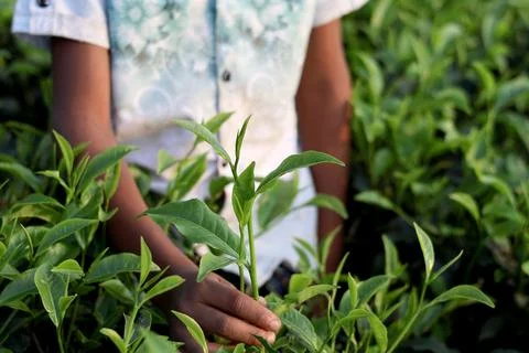 Tea Farmer Hand Picking Fresh Leaves Stock Photos