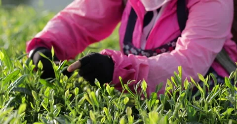 Tea farmer picking green tea shoots in spring tea farm mountains Stock-Footage 307428347
