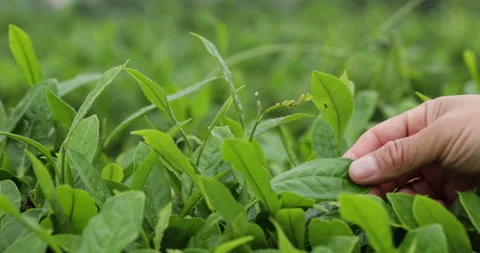 Tea farmer picking green tea shoots in spring tea farm Video stock 307566015