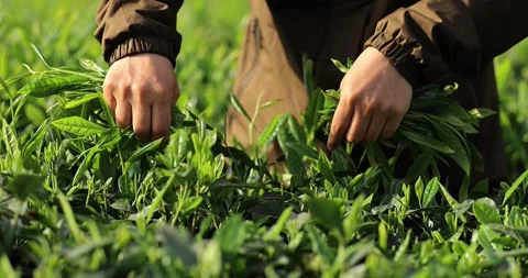 Tea farmer picking green tea shoots in spring tea farm Stock-Footage 310043667