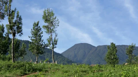Tea farmers Stock Footage 33830681