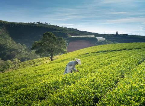 Tea Farmers Stock Photos