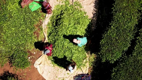 Tea farmers picking tea leaf on plantation, Indian Women working on sunny day Stock Footage 277573568