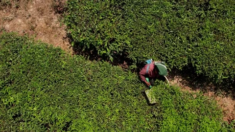 Tea farmers picking tea leaf on plantation, Indian Women working on sunny day Video stock 282470978