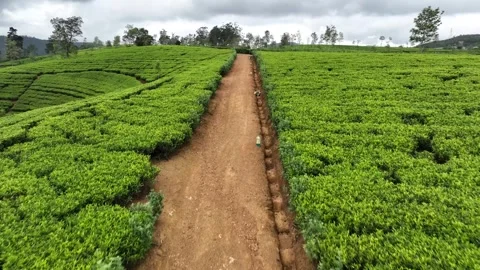 Tea field from aerial view Stock Footage 305529192