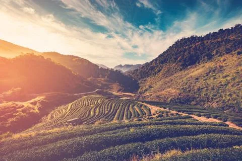 Tea field and sunrise vintage in morning Stock Photos