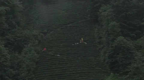 Tea field Stock Footage 48391835
