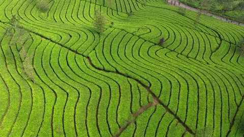 Tea Field Stock Footage 286929474