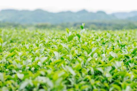 Tea on field with the freshness. Stock Photos