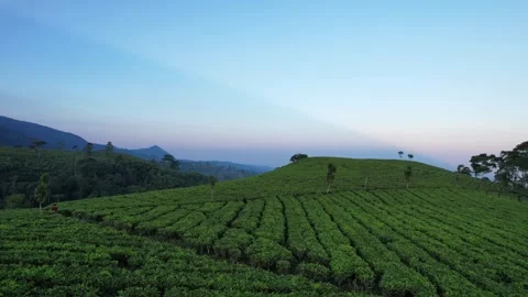 Tea field in Kemuning Indonesia Stock Footage 280109349