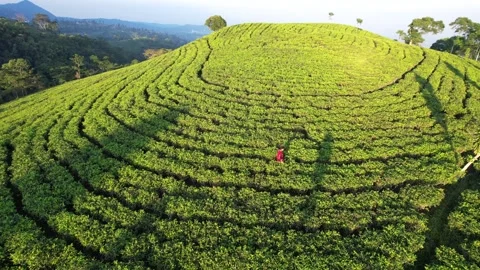 Tea field in Kemuning Indonesia Stock Footage 280111372