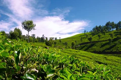 Tea field in Munnar, Kerala, India. Stock Photos