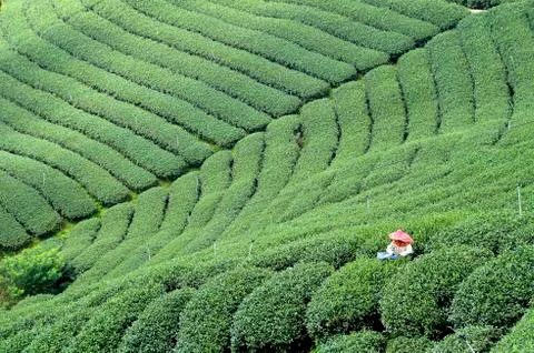 Tea field Stock Photos