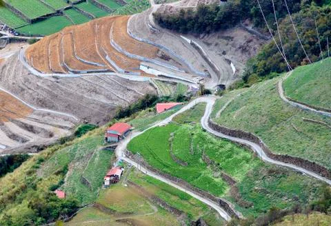 Tea field Stock Photos