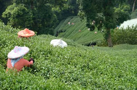 Tea field Stock Photos