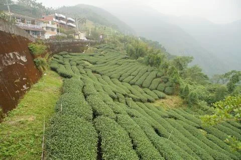 Tea field Stock Photos