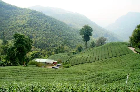 Tea field Stock Photos