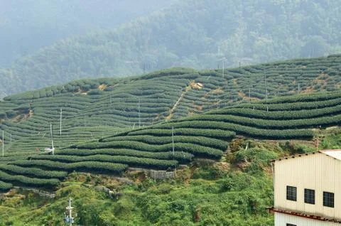 Tea field Foto stock