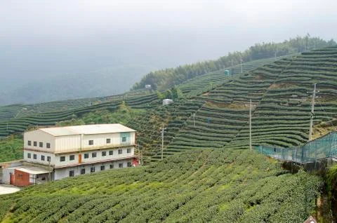 Tea field Stock Photos