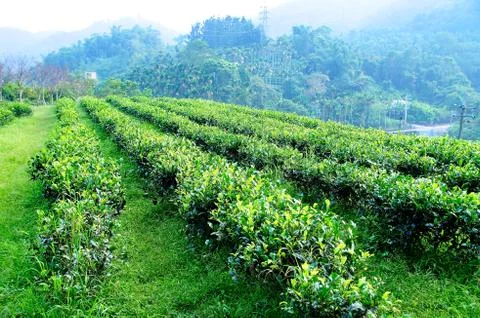 Tea field Stock Photos