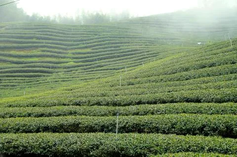 Tea field Stock Photos