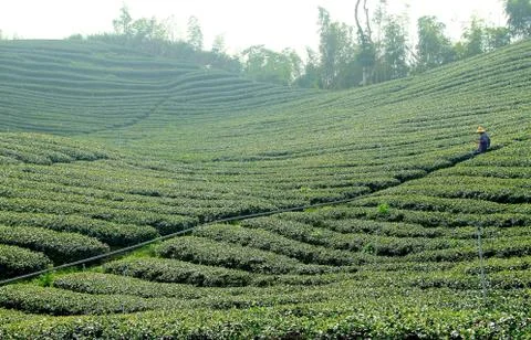 Tea field Stock Photos