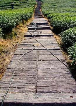 Tea field Stock Photos