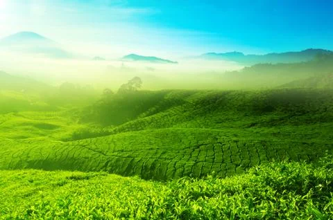 Tea field Stock Photos