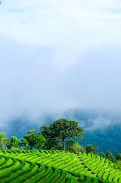 Tea field Fotos de archivo