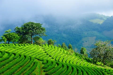 Tea field Fotos de archivo