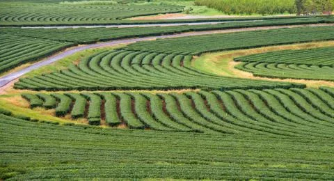 Tea field Stock Photos