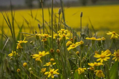 Tea field Stockfoto's