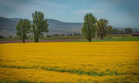 Tea field Stock Photos