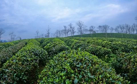 Tea field Stock Photos