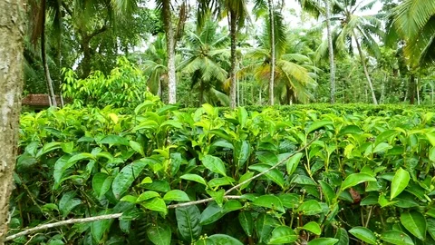 Tea field on Sri Lanka (Ceylon). Tea plantations. Healthy Vegetarian Food. Ge Video stock 88433171