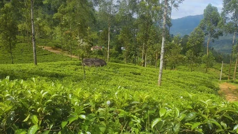 Tea field in Sri Lanka Stock Footage 81066558