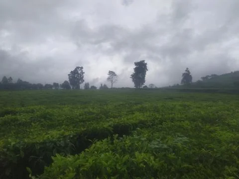 Tea Field with Trees Under Cloudy Mountain Sky Stock Photos