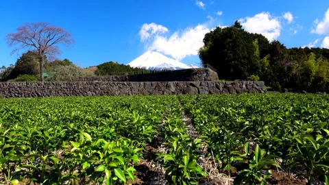 Tea Fields and Mount Fuji Video stock 332240880