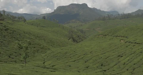 Tea fields and mountains in Munnar, India Stock Footage 120054137