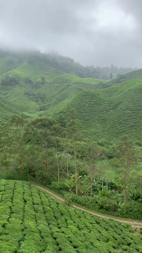 Tea fields in Cameron Highlands Video stock 343428429