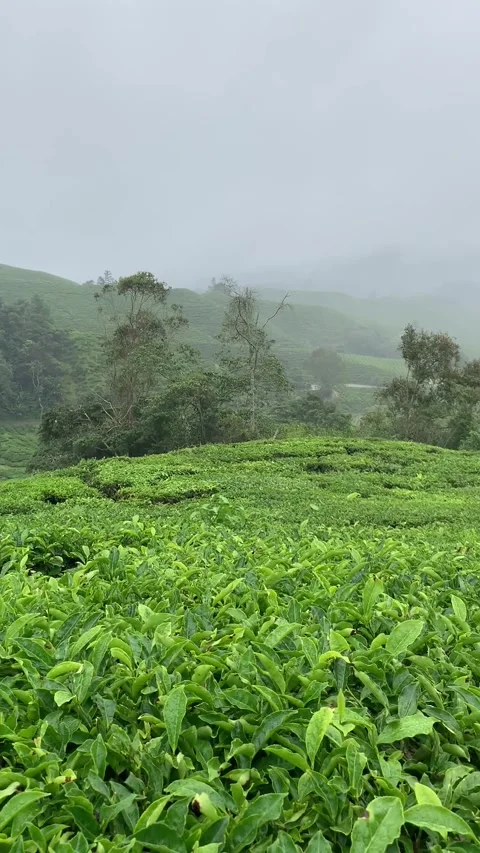 Tea fields in Cameron Highlands Vídeo Stock 343428436