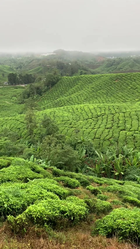 Tea fields in Cameron Highlands 스톡 동영상 343428474