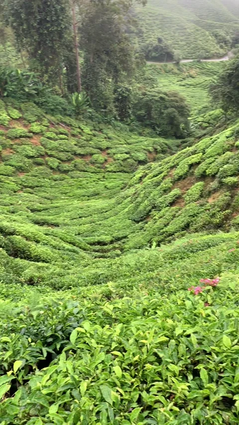 Tea fields in Cameron Highlands Vídeos de archivo 343428478