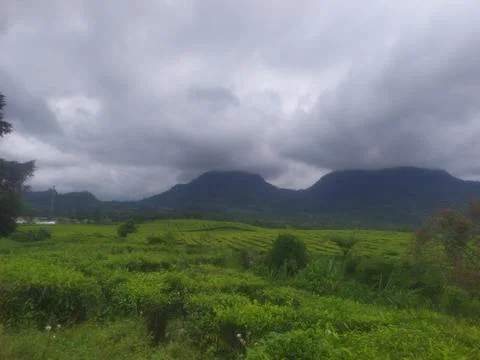 Tea Fields with Dramatic Cloudy Mountains Stock Photos