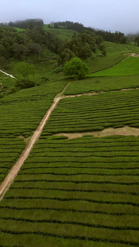 Tea fields drone Azores Sao Miguel Stock Footage 284418322