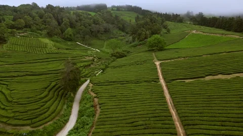 Tea fields drone Azores Sao Miguel Stock Footage 284418349