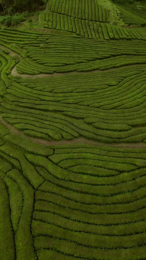 Tea fields drone Azores Sao Miguel Stock Footage 284418377